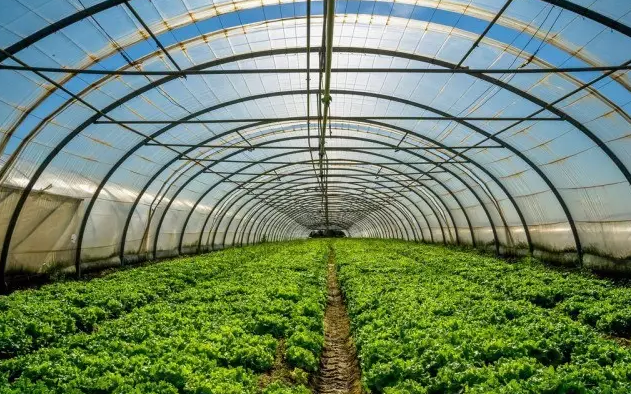 夏季溫室大棚種植的霧化降溫 夏季溫室大棚種植的霧化降溫